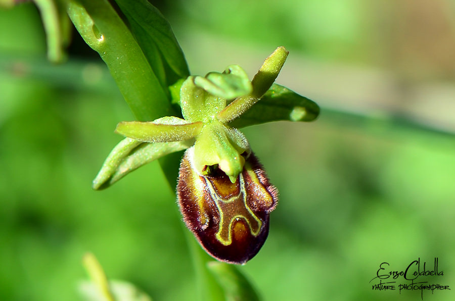 Ophrys spp. da determinare